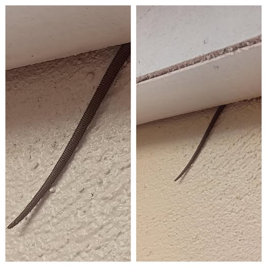 Noticed this sticking out from my ceiling — what is it?…Details in the first comment!!