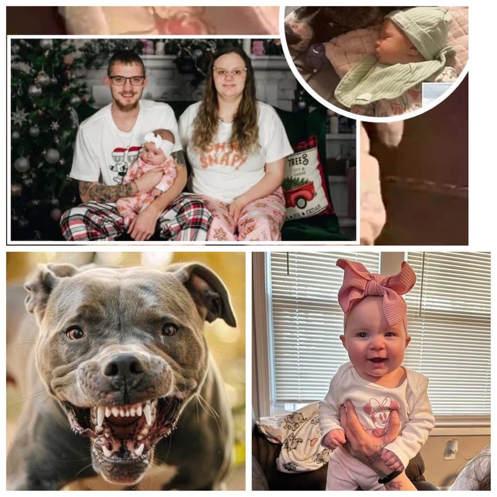 💔 Mother Speaks Out After 7-Month-Old Baby Mauled to Death by Family Pit Bull 🐶⚠️