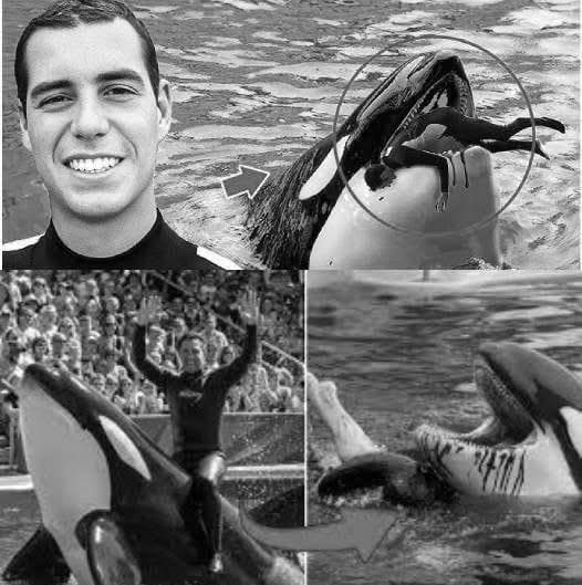 💥🐋 N61 Coach Orca DESTROYED By This Mysterious Thing While Performing… See What Happened 👇🏼👇🏼👇🏼